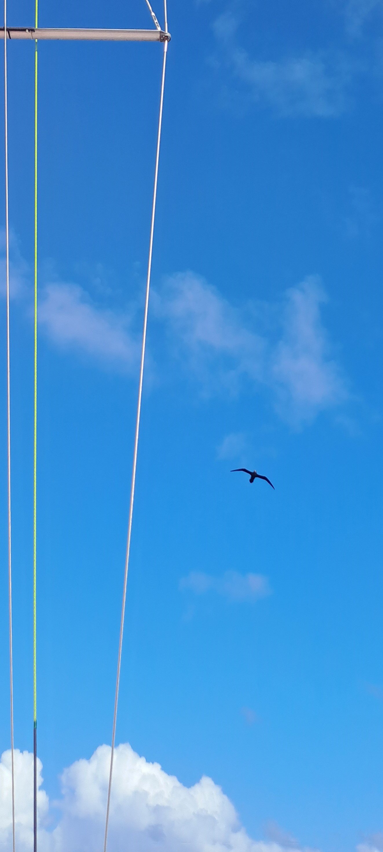 20250303 petrel